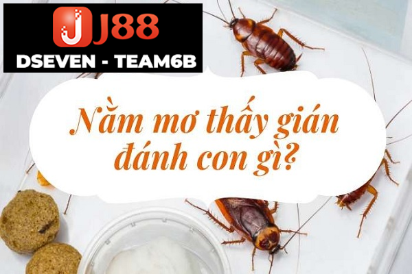 Chiêm bao thấy gián nên đánh con số gì?